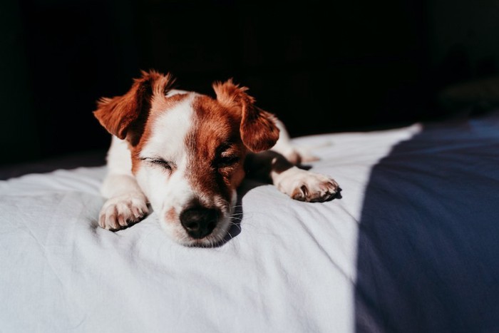 布団の上で目を閉じている犬