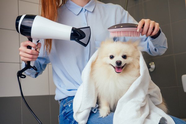 お風呂上がりの犬