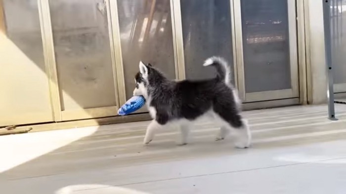 おもちゃをくわえて走る子犬