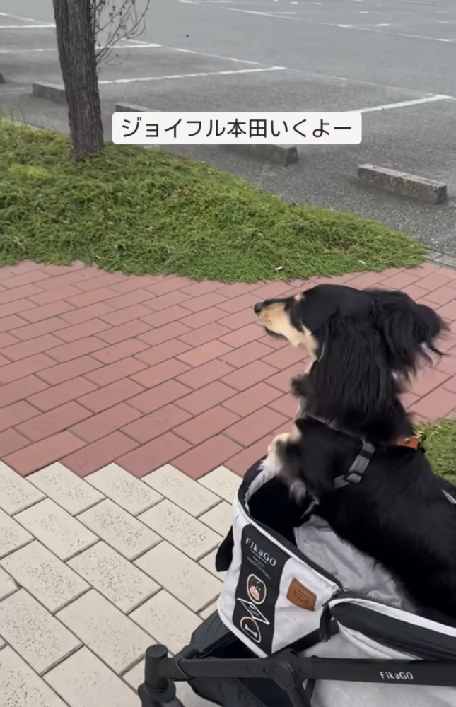 カートに乗る犬5