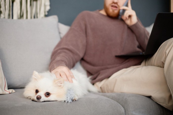 ソファに伏せる犬と電話をかける男性
