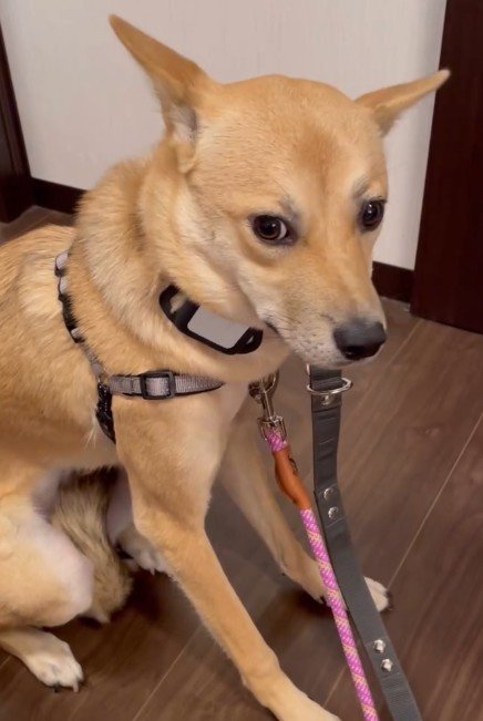 震える姿に心が痛む…