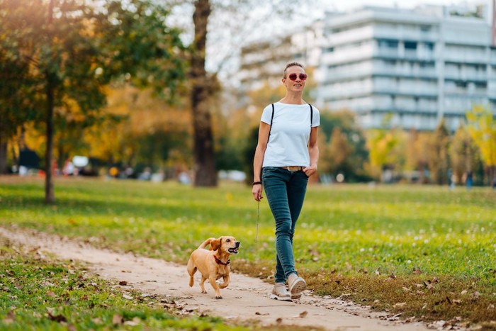 半袖の女性と散歩する犬