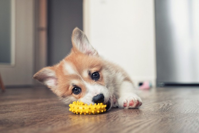 おもちゃで遊ぶコーギーの子犬