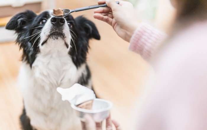 飼い主からウェットフードをスプーンでもらう犬