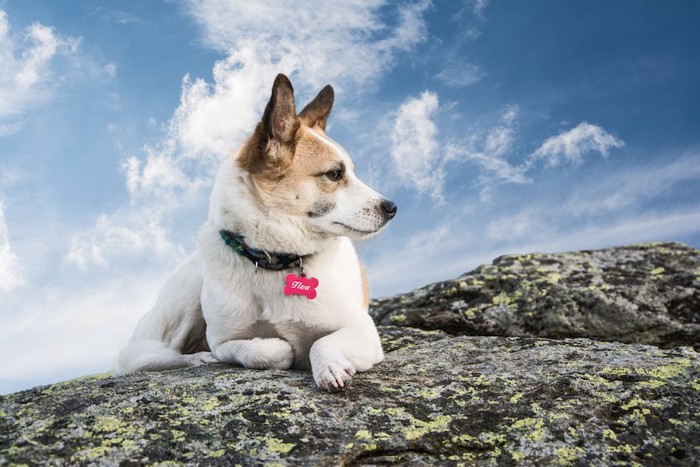 ネームタグをつけた犬と青空