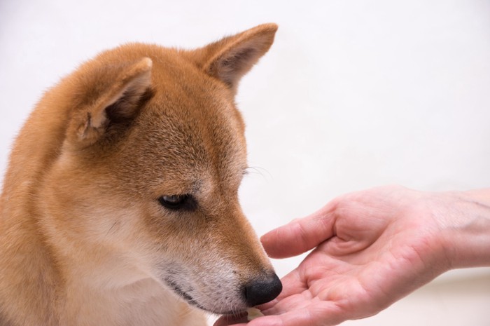 顔を手に近づける犬