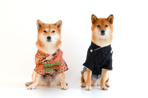 正面を向いて座っている着物を着る柴犬2匹