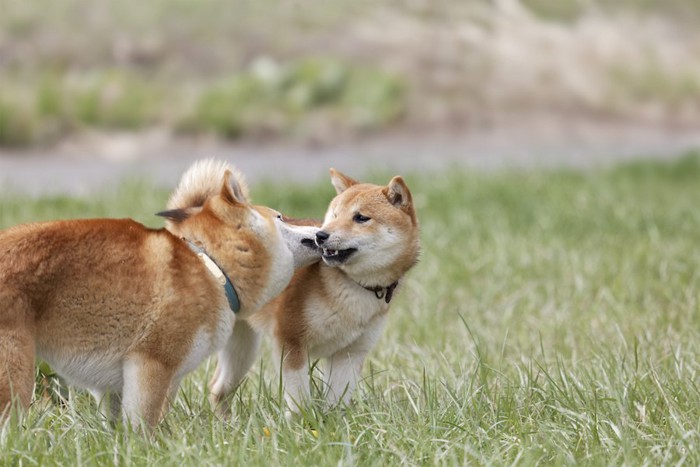 芝生でじゃれあう二頭の柴犬