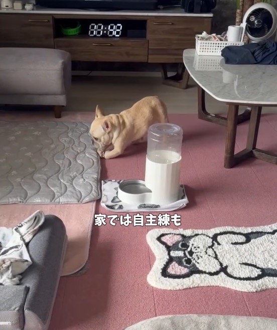 自分の足で立ち上がるフレンチブルドッグ