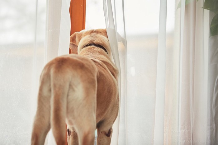 カーテンの隙間から覗く犬の後ろ姿