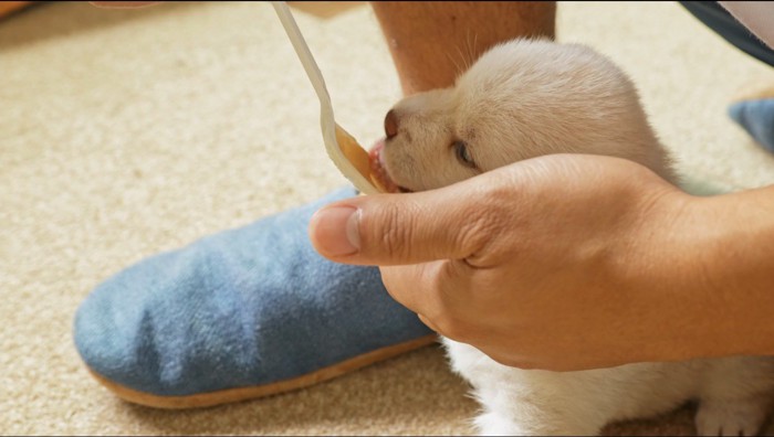 男性にご飯を食べさせてもらう白い子犬