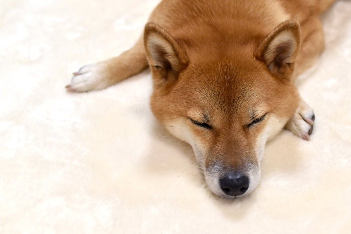 伏せて眠る柴犬