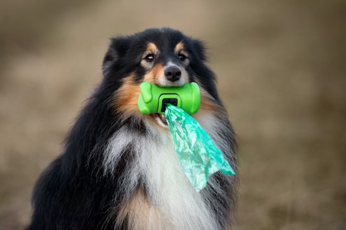 袋を口にくわえている犬