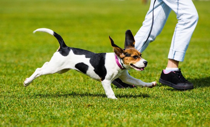 走る人と犬