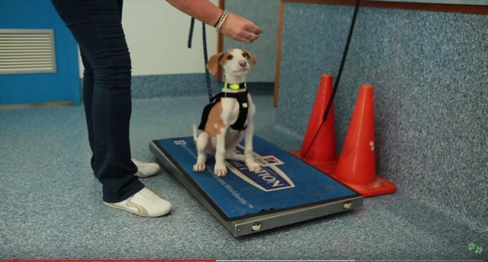 体重計に乗る犬