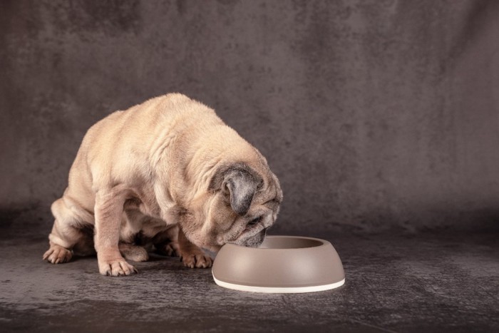 フードボールを覗く老犬