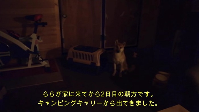 売れ残ったわんこを家族に…