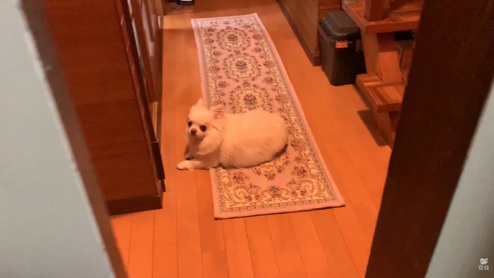 パパさんがお風呂から上がったら…
