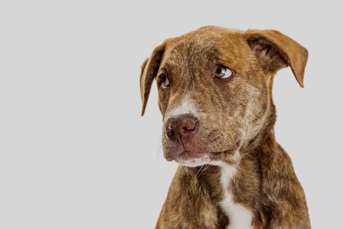 不安そうな表情の犬