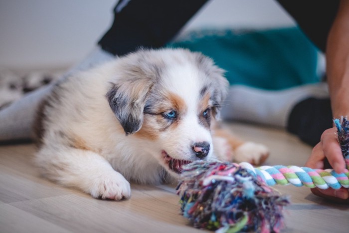 ロープのオモチャで遊ぶ子犬