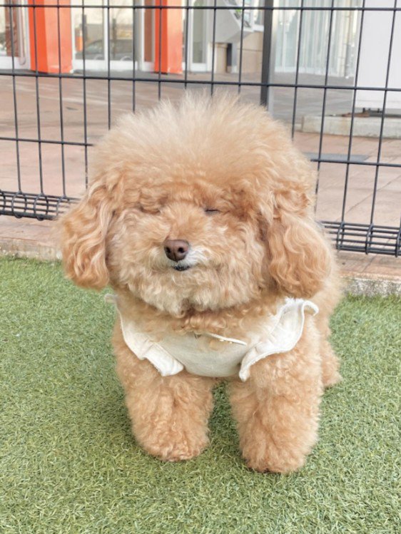 モッコモコの毛を持つ犬