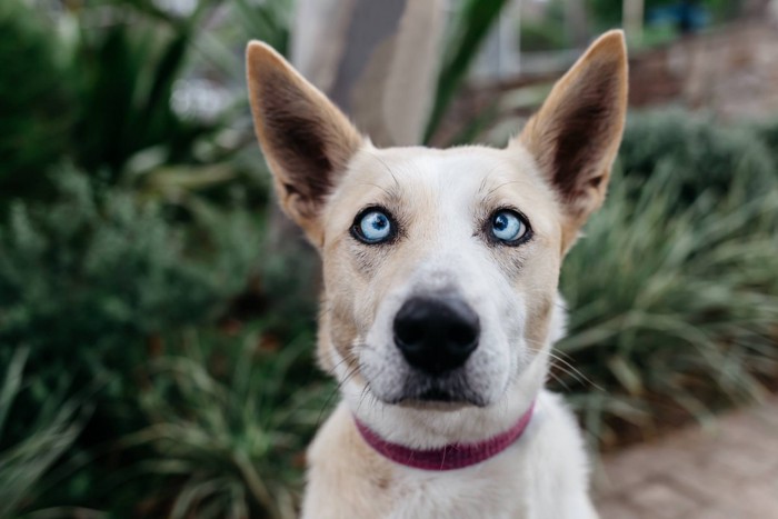 SNSに載った犬の顔写真