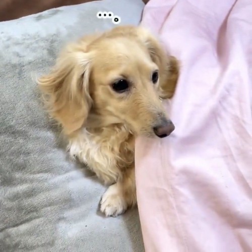 行ってしまったパパの方向を眺めるダックスフンド