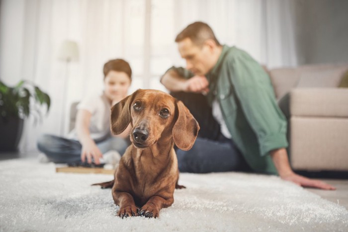 飼い主と一緒にリビングでくつろぐ犬