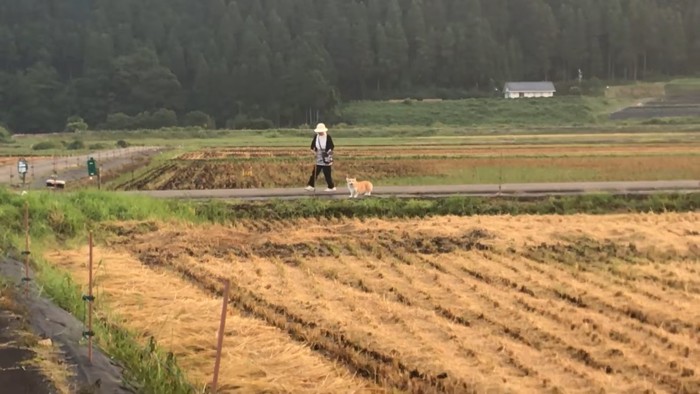 女性と立ち止まるコーギー