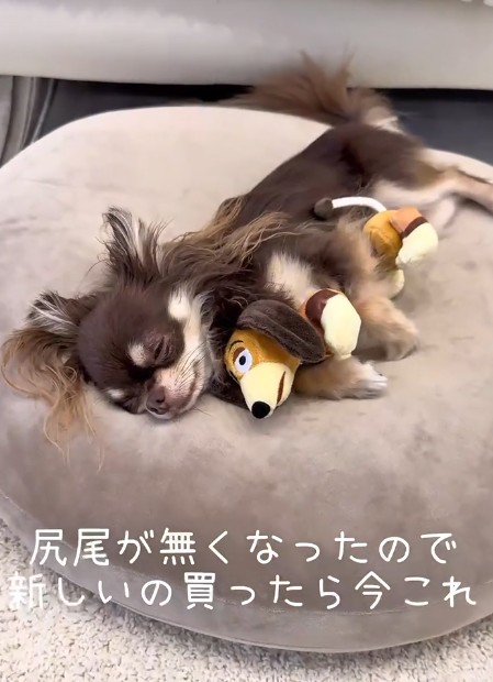 ぬいぐるみと一緒にスヤスヤ