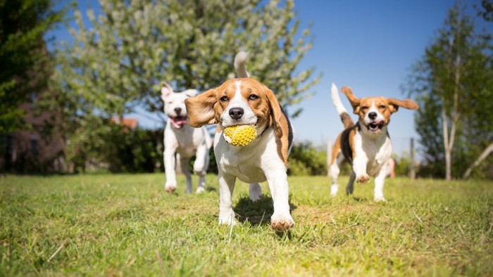 公園で遊ぶ犬達