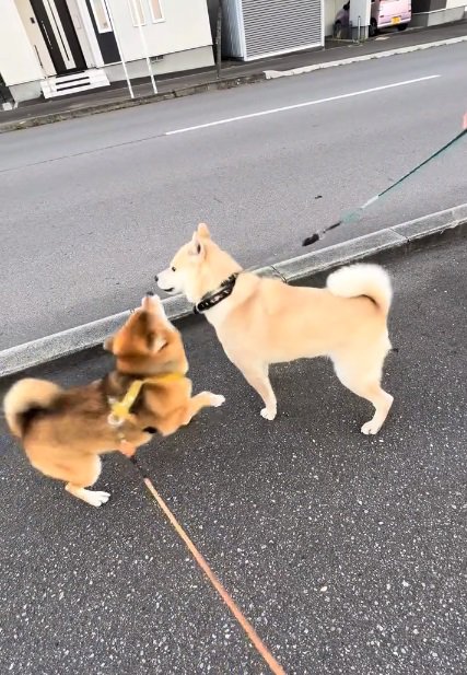 テンションが高いぽんたくん