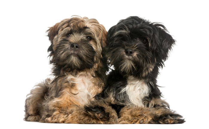 並んで伏せている2頭のチベタン・テリアの子犬