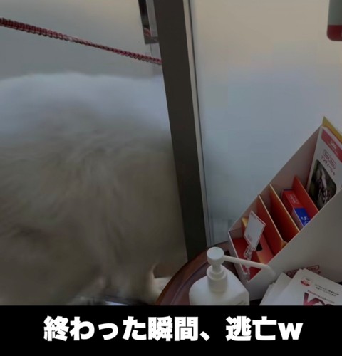 ドアから飛び出す犬