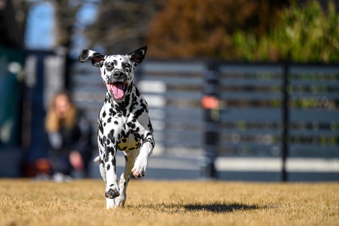 ドッグランで元気に走るダルメシアン