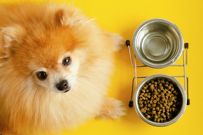 犬の目の前に水とごはんが入った食器