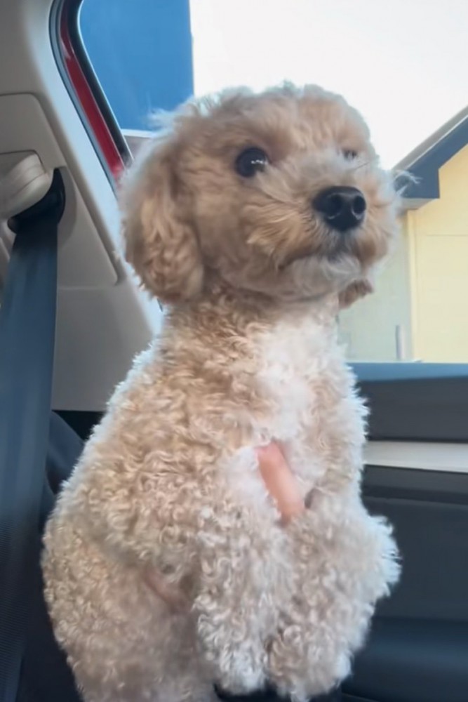 抱っこされる犬
