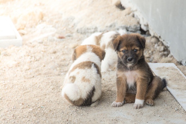 座り込む2匹の子犬