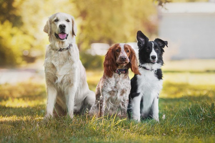 3頭の犬が座っている