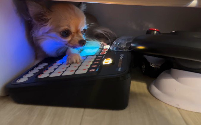 DJをする犬