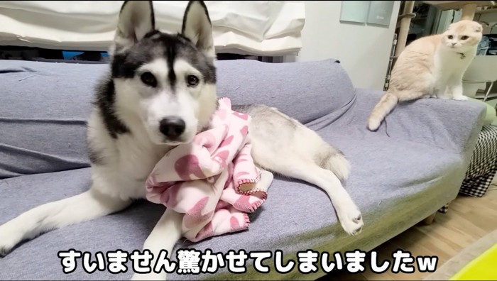 飼い主を見つめるハスキー犬