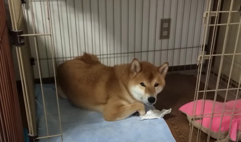 「食パン」