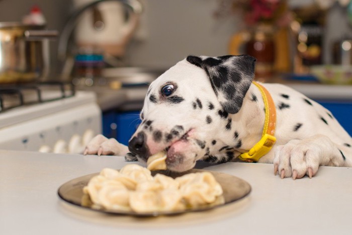 盗み食いしている犬