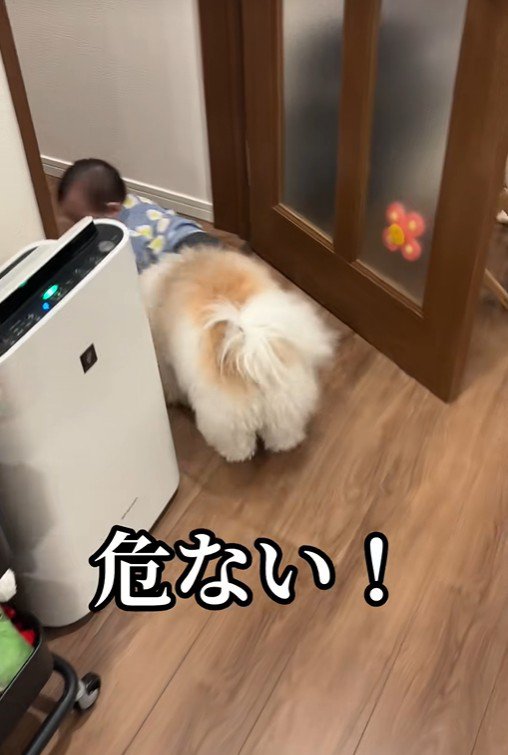 赤ちゃんを守る小太郎くん6