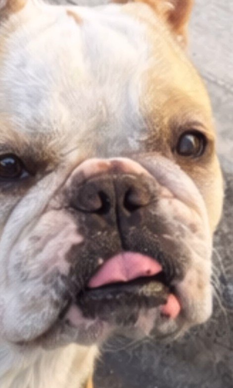 みやびちゃんを馬に加工4