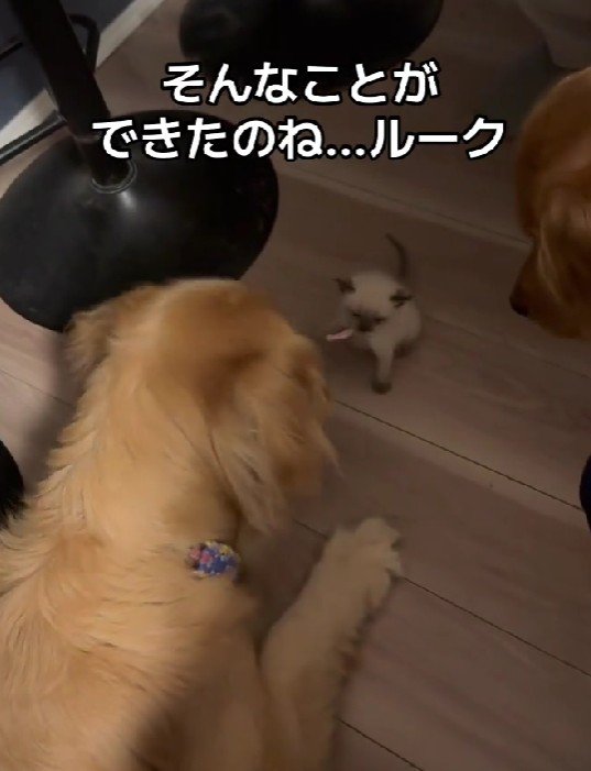 可愛らしいご挨拶♡