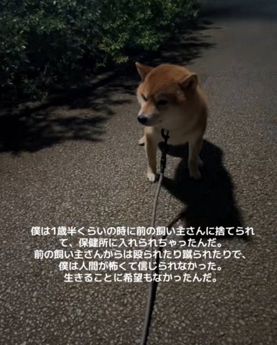散歩中に立ち止まる柴犬