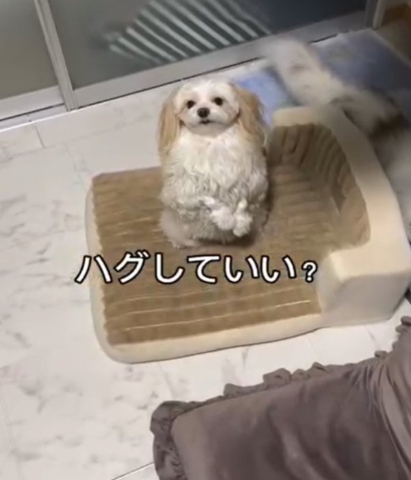 正面を向いている犬
