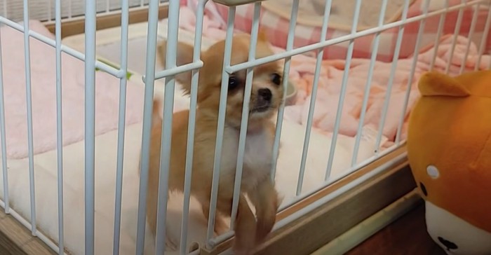 ケージから手を出す子犬